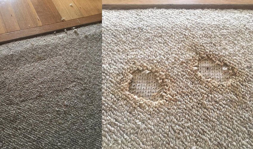Carpet repair Kialla West